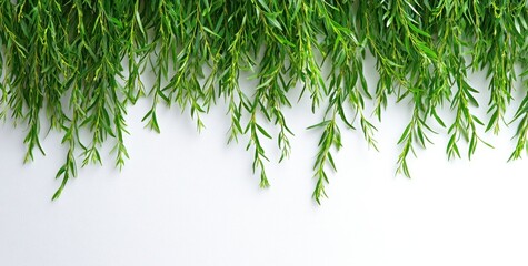 Obraz premium A close-up of green foliage cascading over a white background, creating a fresh aesthetic.