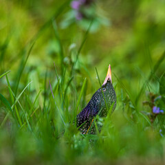 common starling (Sturnus vulgaris)