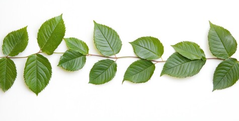 A row of green leaves arranged on a white background.