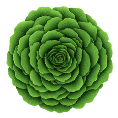 Obraz premium Green succulent plant on white isolate background , transparent, Clipart