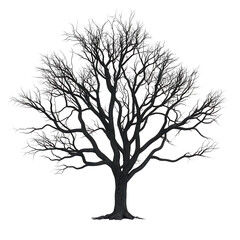 Leafless tree, white isolate background , transparent, Clipart