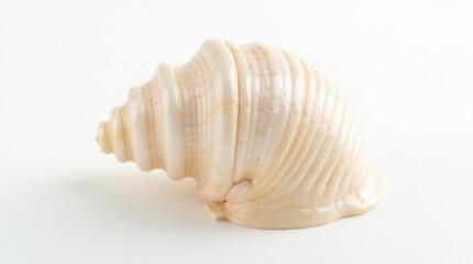 A glossy spiraled seashell with soft pearlescent hues, placed delicately on a white background.