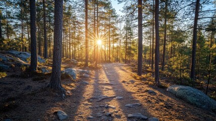 Obraz premium A serene forest path illuminated by sunlight, creating a peaceful atmosphere.