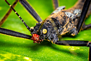 A black walking stick insect
