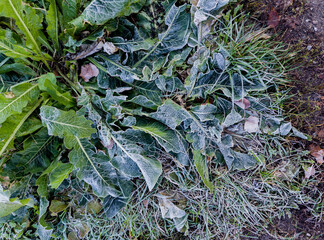 grass are covered with delicate frost