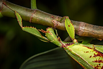 A green walking leaf insect