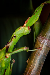 A green walking leaf insect
