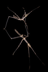 A brown walking stick insect