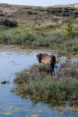 Wild horse at a small lake in a dune landscape