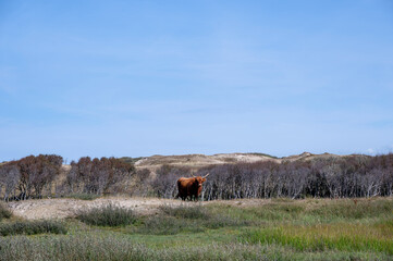 A brown highland cattle in a dune landscape