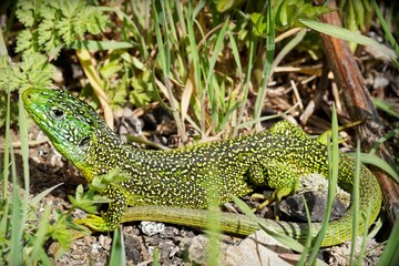 Vibrant sand lizard basking in the sun among grass and foliage, showcasing its intricate patterns
