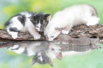 Two kittens are posing threateningly as a tokay gecko approaches it. This mammal, which is often used as a pet, has the scientific name Felis catus.