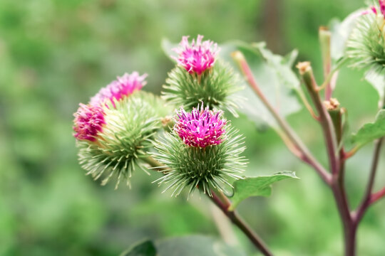 purple bloom of burdock (Arctium lappa L.)