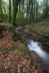 Obraz premium Cardinham Water a stream on Bodmin Moor Cornwall