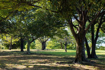 堺市の大仙公園