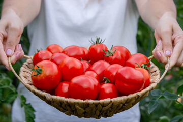 Female farmer holding fresh tomatoes in her hands. Selective focus