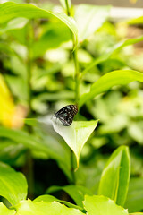 Butterfly on a leaf