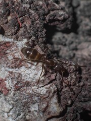 Close-up shot shows a group of ants crawling on a rough, textured piece of tree bark