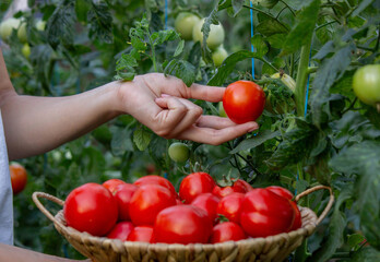 Female farmer holding fresh tomatoes in her hands. Selective focus