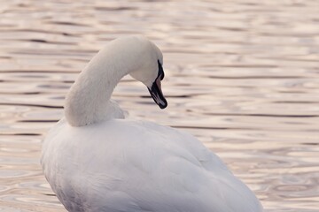 a white swan with an orange beak and black markings near the eyes, bending its neck gracefully. The...