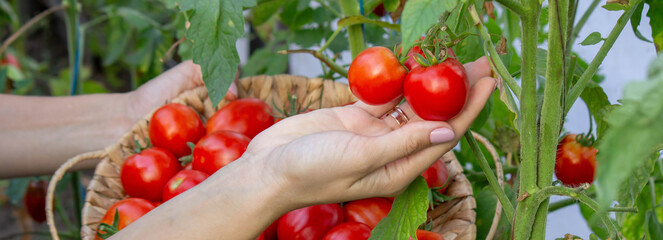 Female farmer holding fresh tomatoes in her hands. Selective focus