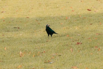 a single black crow standing on a grassy field. The crow is positioned slightly off-center, and the grass is dotted with a few fallen leaves