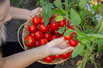 Female farmer holding fresh tomatoes in her hands. Selective focus