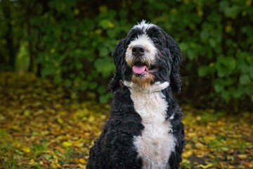 Fototapeta premium A playful Bernedoodle dog enjoys a sunny day in Broughshane Park, County Antrim. The park’s lush greenery and serene atmosphere provide a perfect backdrop for the dog’s joyful antics.