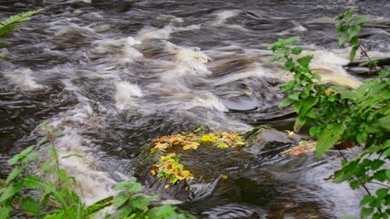 The image shows a flowing river with vibrant yellow flowers on the bank, capturing the natural beauty of Broughshane Park in County Antrim.