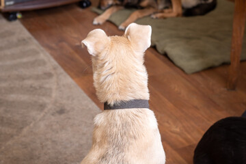 Cute white dog at home close up