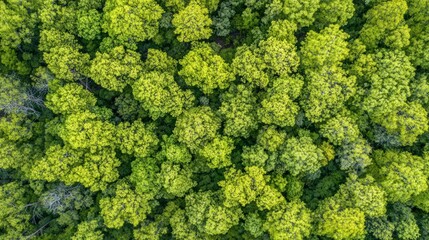 Naklejka premium Aerial view of lush green forest canopy showcasing vibrant foliage.