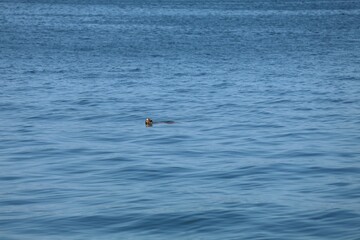 Fototapeta premium Loggerhead sea turtle peeking from ocean