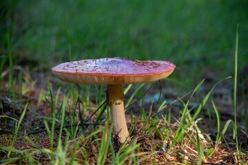 Fungi or amanita muscaria located in Valdivia, Chile