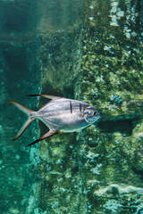 Portrait of Great Trachinotus, marine ray-finned fish from Carangidae family, living in aquarium.