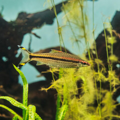 Portrait of Barbus denisoni, freshwater fish living in an aquarium.