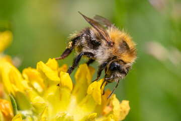Common Carder-bee - Bombus pascuorum, beautiful common bumblebee from European meadows, pastures and gardens, Zlin, Czech Republic.
