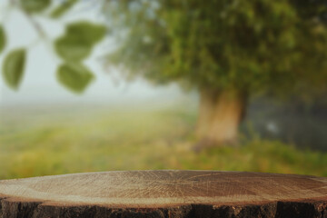 Tree stump with blurred natural background in a forest