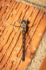 Common Shutwing (Cordulephya pygmaea), Hughes, ACT, March 2024