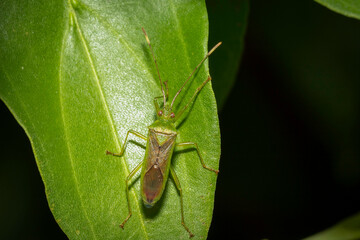 Fruit-spotting bug (Amblypelta nitida), Hughes, ACT, March 2024