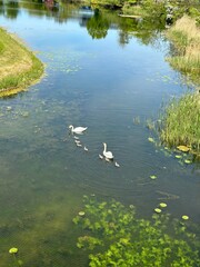 Swan 