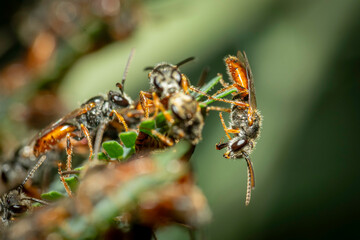 Gathering of male halicitid bees (Lasioglossum (Homalictus) punctatus),  Hughes, ACT, November 2023