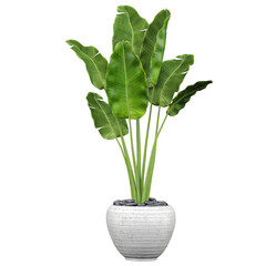3d illustration of Banana leaf plant in pot isolated on transparent canvas