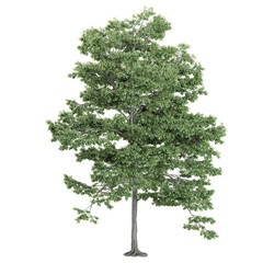 3d illustration of field maple plant isolated on transparent canvas