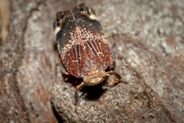 Green-faced Gum Hopper (Platybrachys decemmacula), Hughes, NSW, December 2023