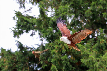Oiseau milan sacré en vol