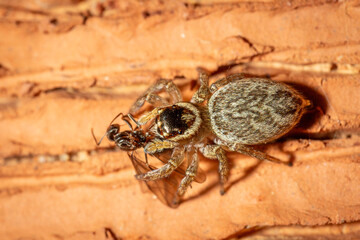Jumping spider (Hypoblemum griseum) eating its prey, Hughes, NSW, December 2023