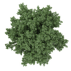 Obraz premium collection of Euonymus bush with realistic style