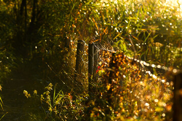 Fence in an autum morning