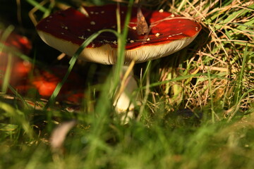Red and white mushroom