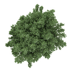 Green Euonymus bush isolated on transparent Canvas